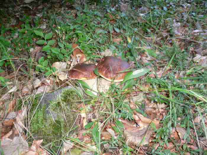  Image name: 266 Porcino.jpg 
 width: 700 pixel 
 height: 525 pixel 
 Size: 40051 bytes 
 Click to enlarge 